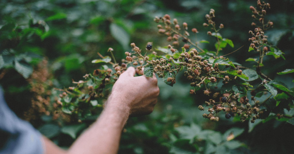 Wild edible plants for survival and outdoor foraging.