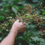 Wild Edible Plants for Survival: A Beginner’s Guide to Foraging